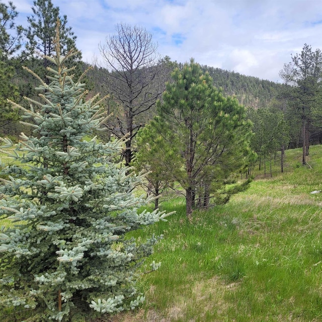 12748 Beaver Creek Rd, Custer, SD 57730 - view of tree filled area