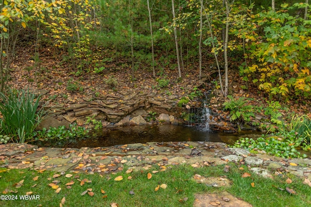 view of local wilderness