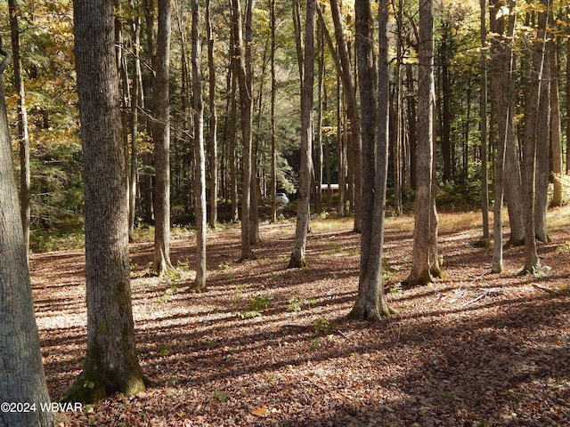 view of local wilderness