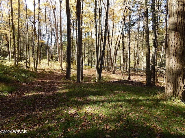 view of local wilderness