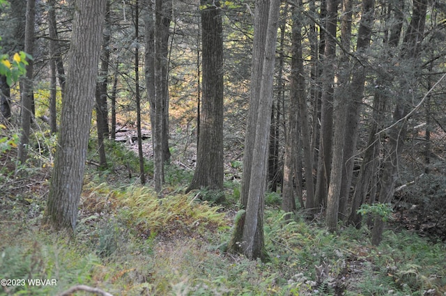 view of local wilderness