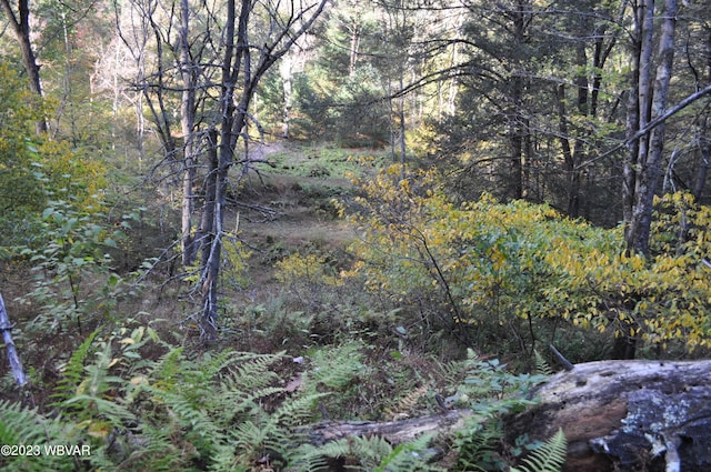 view of local wilderness