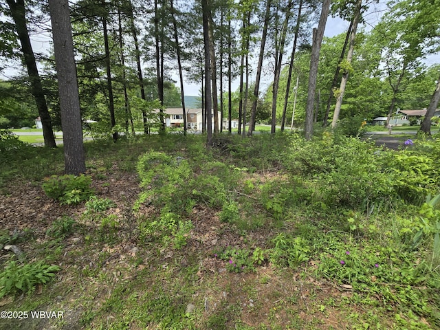4316 Pine Mountain Rd, Jersey Shore, PA 17740 - view of undeveloped land