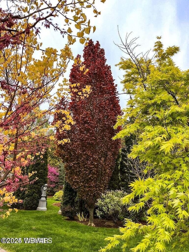 view of property's community with a yard