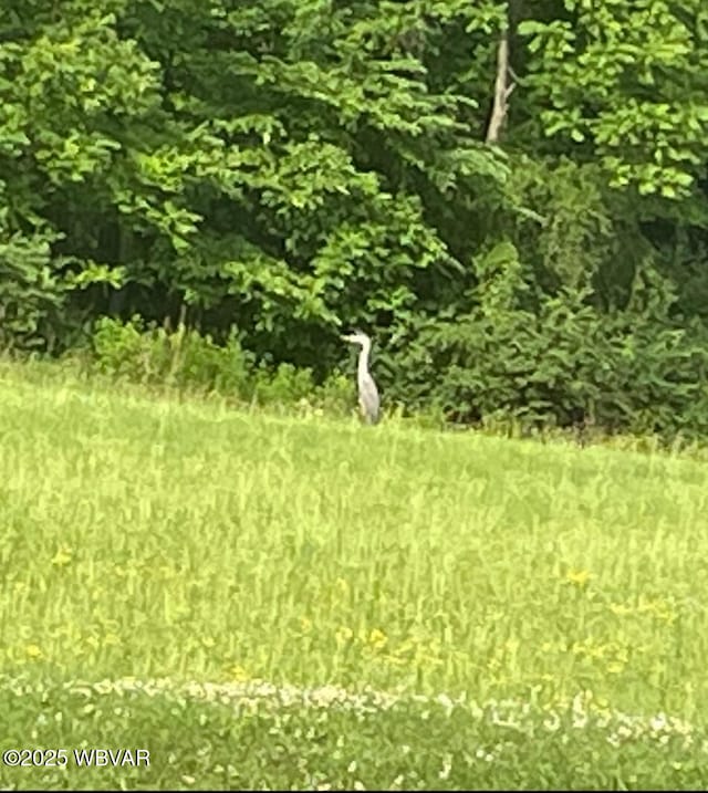 view of local wilderness