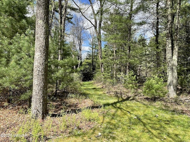 view of local wilderness