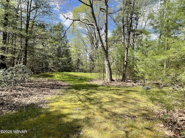 view of woods