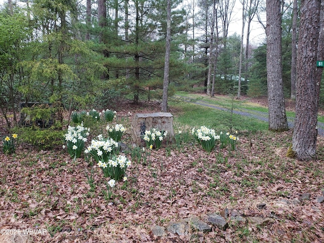 view of yard featuring a wooded view