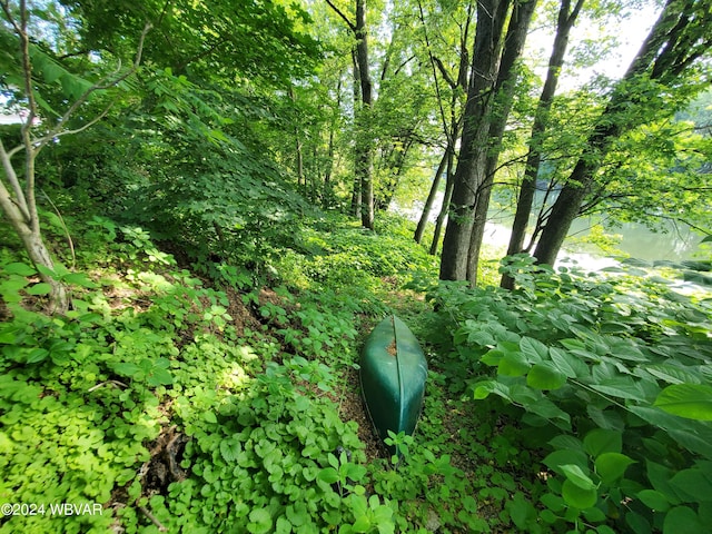 view of local wilderness