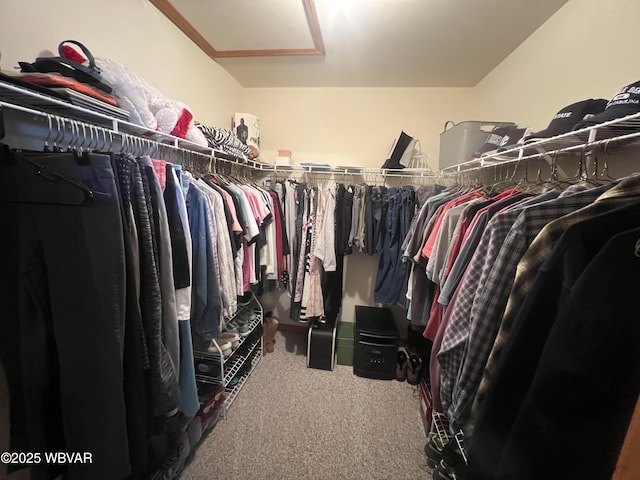 walk in closet with attic access and carpet