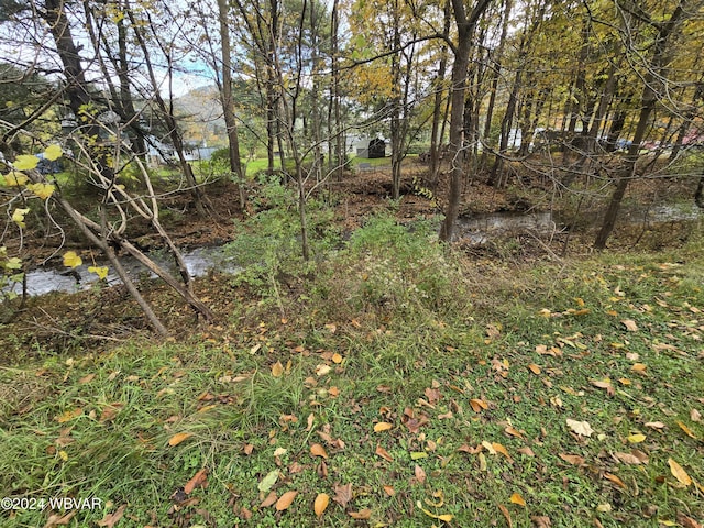 view of local wilderness