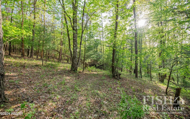 view of local wilderness