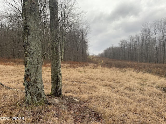 view of local wilderness