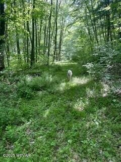 10296 Renovo Rd, North Bend, PA 17760 - view of nature