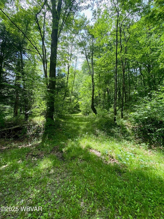 10296 Renovo Rd, North Bend, PA 17760 - view of woods