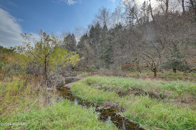 view of local wilderness