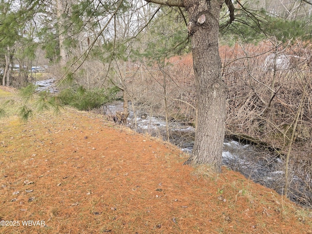 view of local wilderness