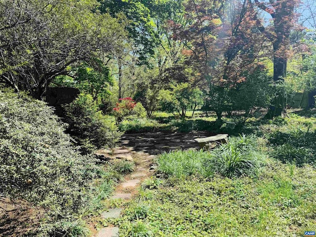 view of local wilderness
