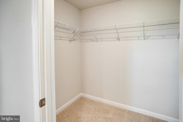 spacious closet with carpet