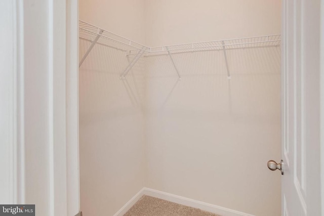 walk in closet featuring carpet