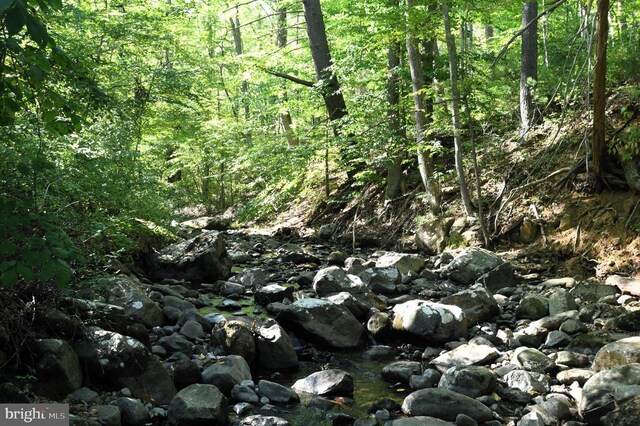 view of local wilderness