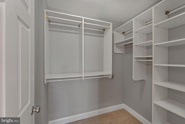 walk in closet with carpet flooring