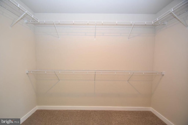 walk in closet featuring carpet