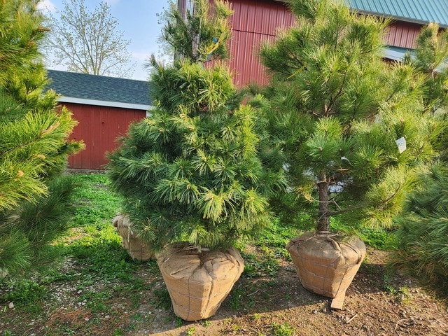 view of yard with an outdoor structure