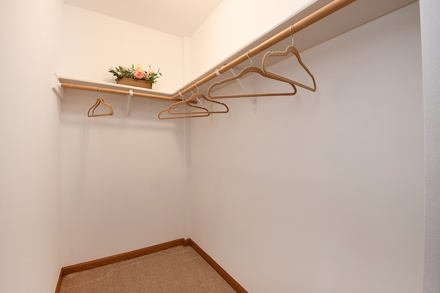 walk in closet featuring carpet floors