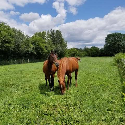 view of stable featuring a rural view