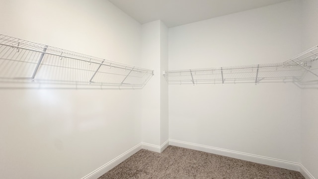 spacious closet featuring carpet flooring