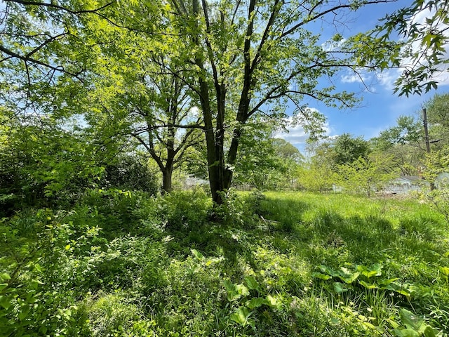 view of local wilderness