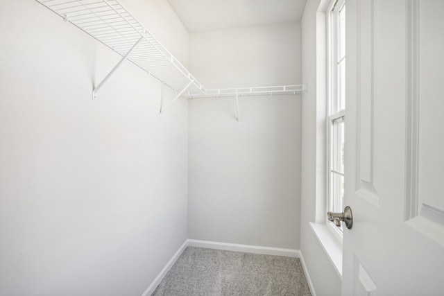 spacious closet featuring carpet flooring