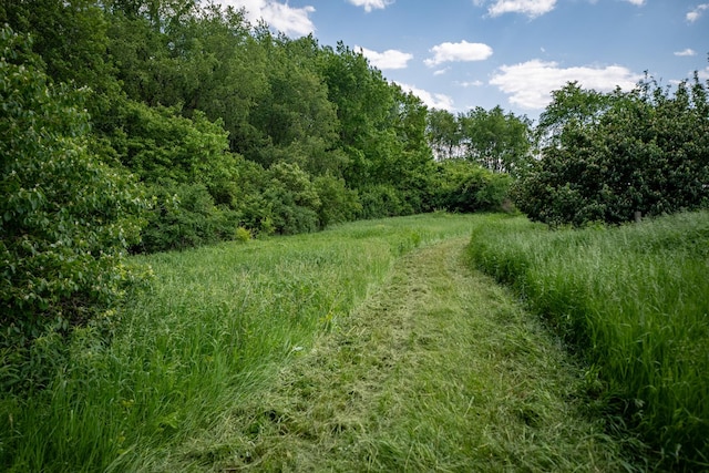 view of local wilderness