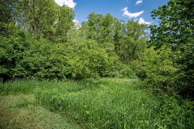 view of local wilderness