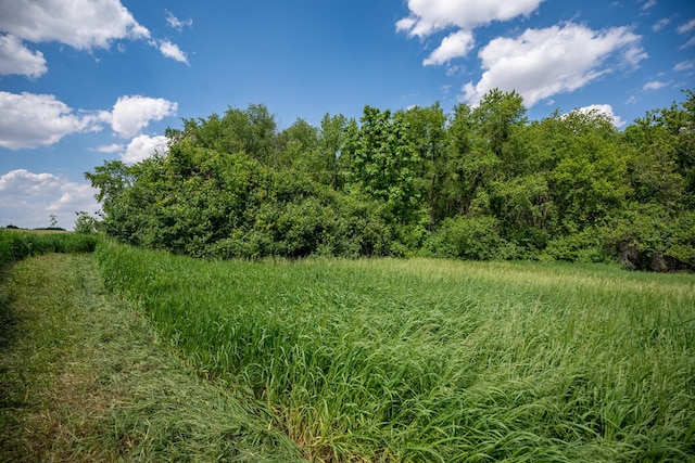 view of local wilderness