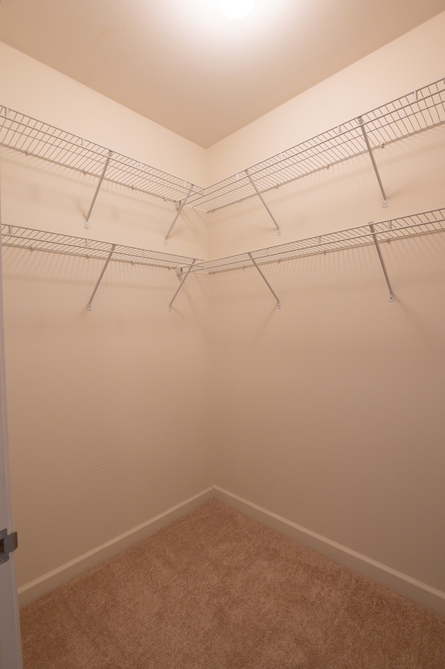 walk in closet featuring carpet