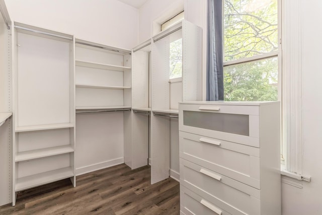 walk in closet with dark hardwood / wood-style flooring