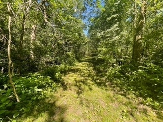 view of local wilderness