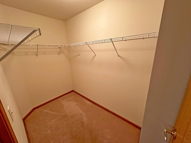 walk in closet with carpet flooring