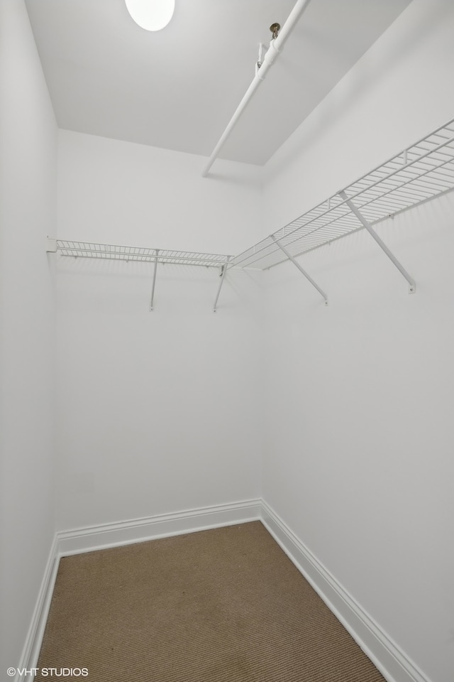 spacious closet featuring carpet