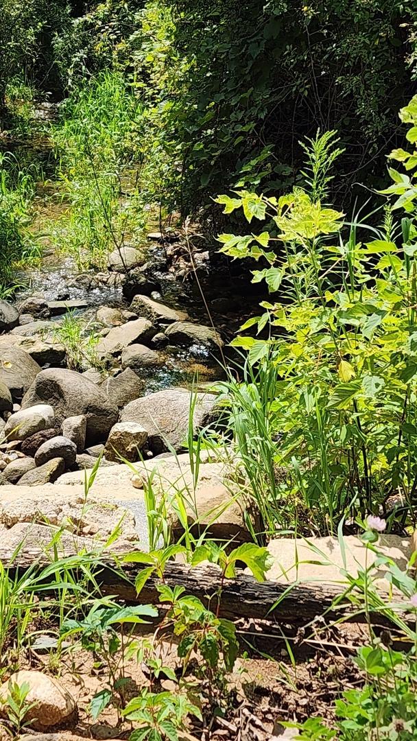 view of local wilderness