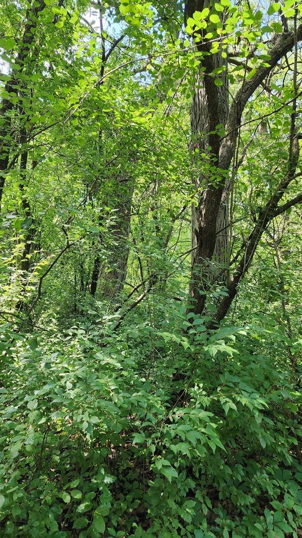 view of nature with a wooded view