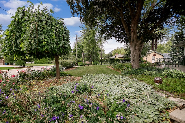 view of yard featuring a patio area