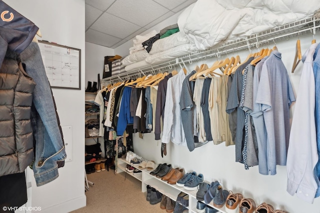 spacious closet featuring carpet floors and a drop ceiling