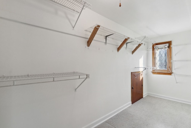 walk in closet with carpet floors