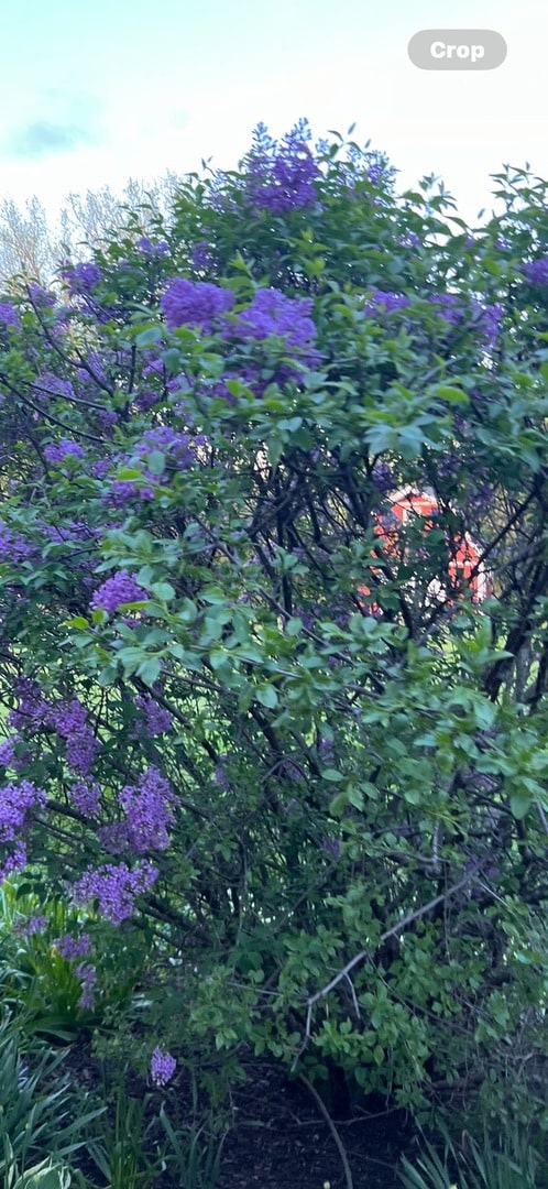 view of local wilderness