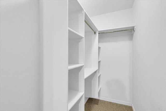 walk in closet with carpet flooring