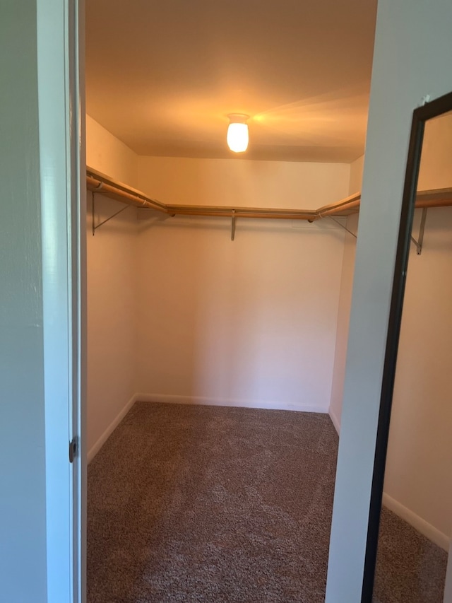 walk in closet featuring carpet flooring