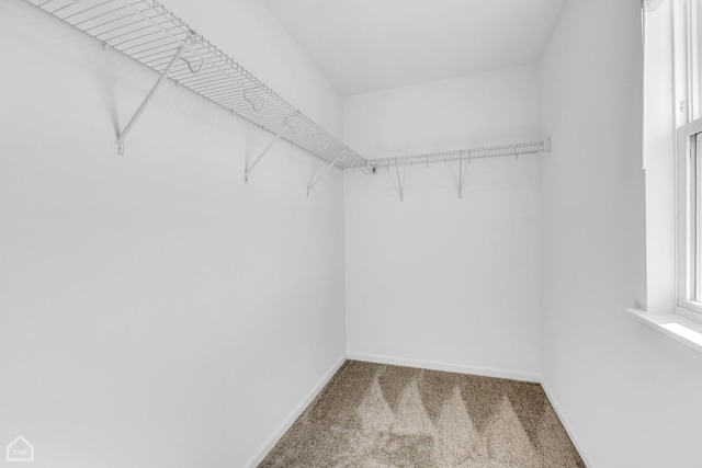 walk in closet featuring carpet flooring